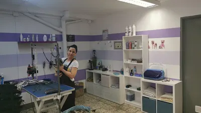 Psi Styl - Profesjonalna Pielęgnacja Psów